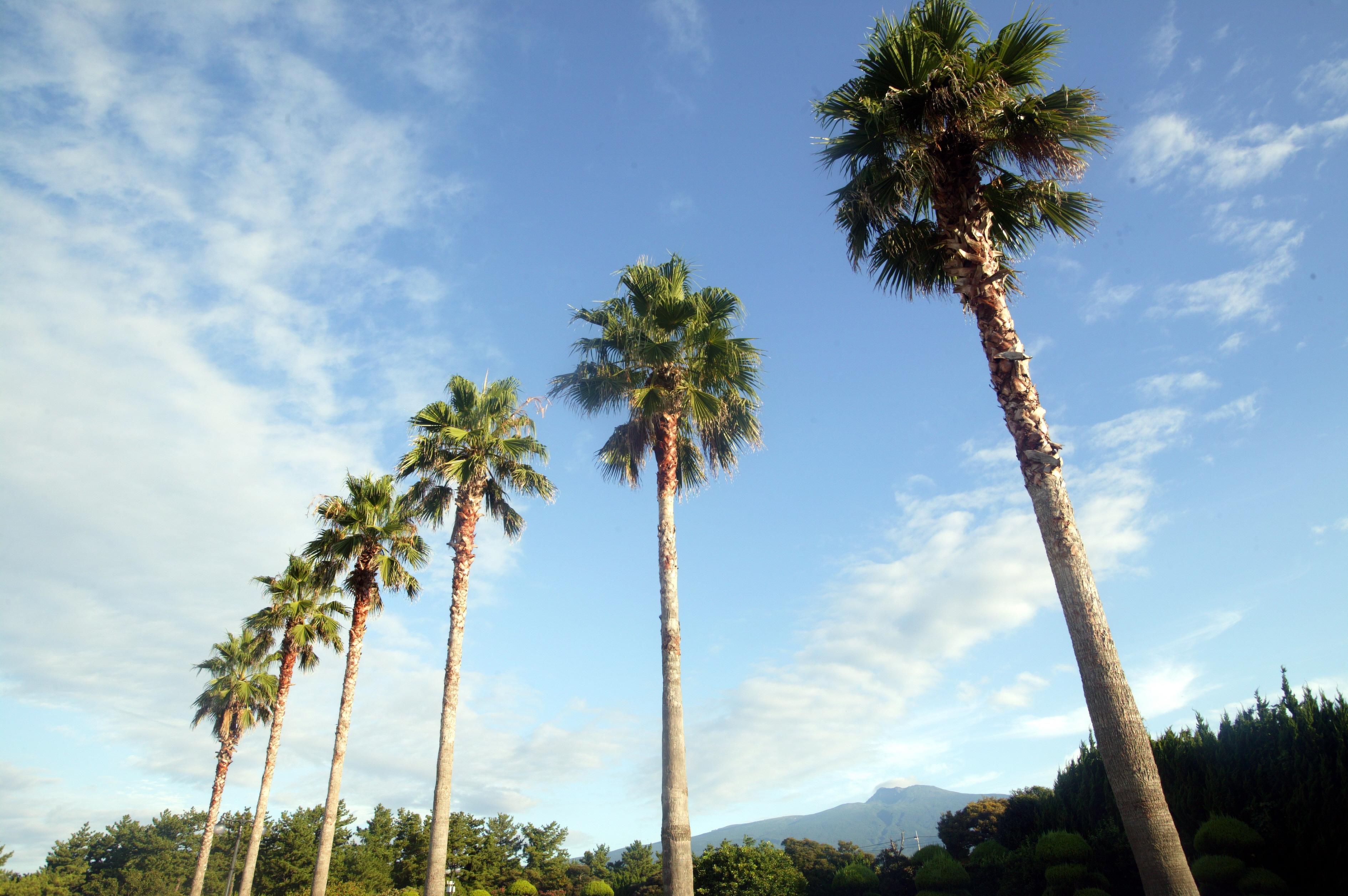 Seogwipo Kal Hotel Exterior foto Phoenix canariensis